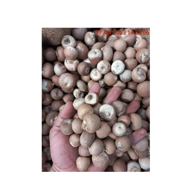 Food  Beverage Nuts Betel Nuts Products Indonesia Betel Nuts