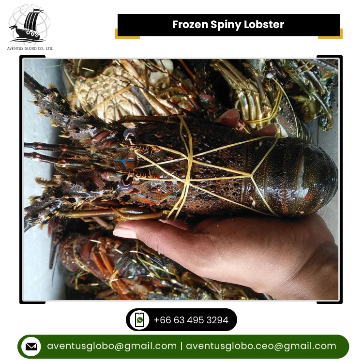 Thailand Origin Supplier of Highly Nutritious Seafood Whole Round Cooked Frozen Spiny Lobster at Reliable Market Price