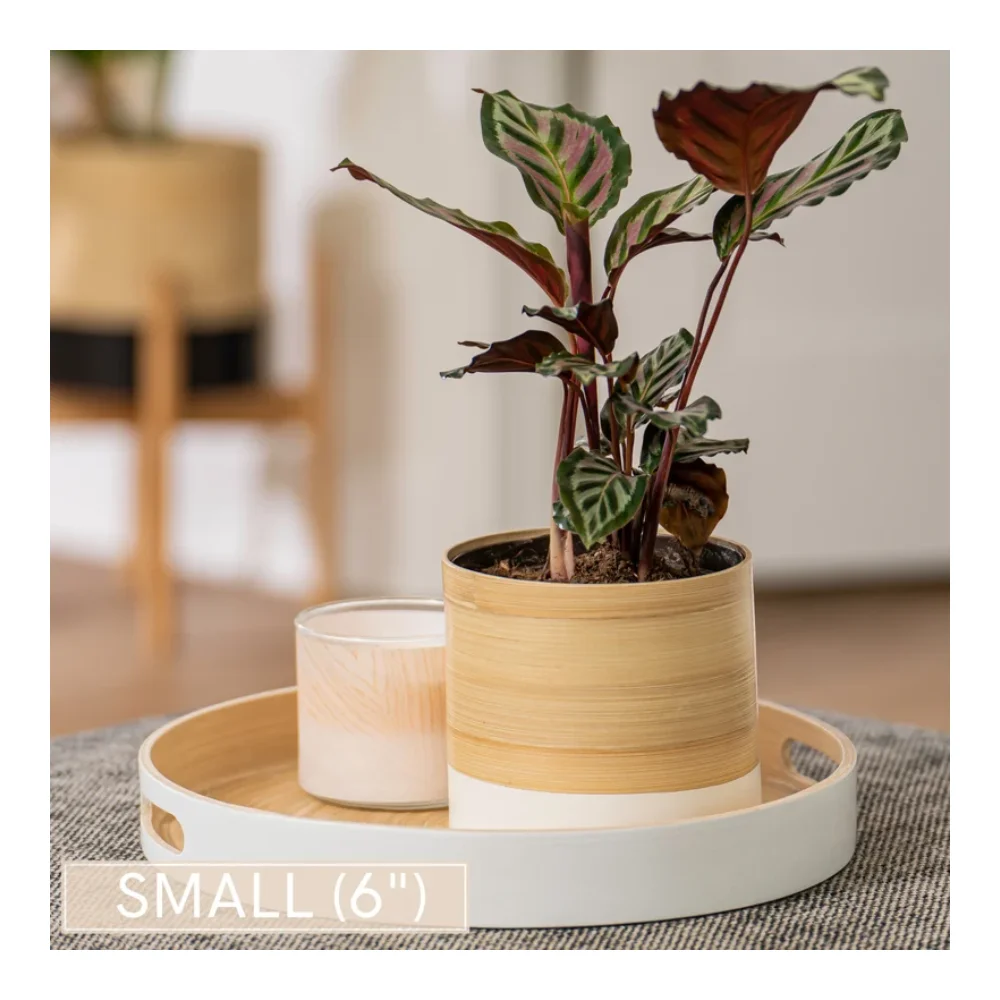 Wholesaler handcrafted eco-friendly modern planter spun bamboo planters pot for indoor plants made in Vietnam