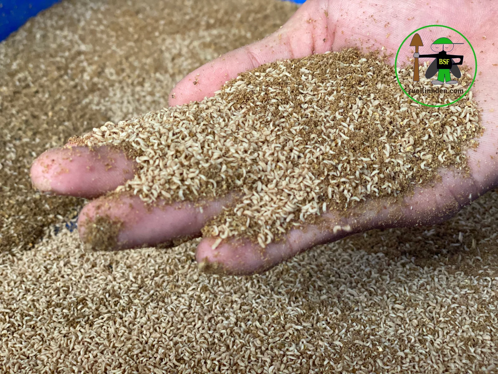 Negotiation free sample support ingredient quality 100% black soldier fly larvae Dried Black Soldier Fly TamEco from Viet Nam