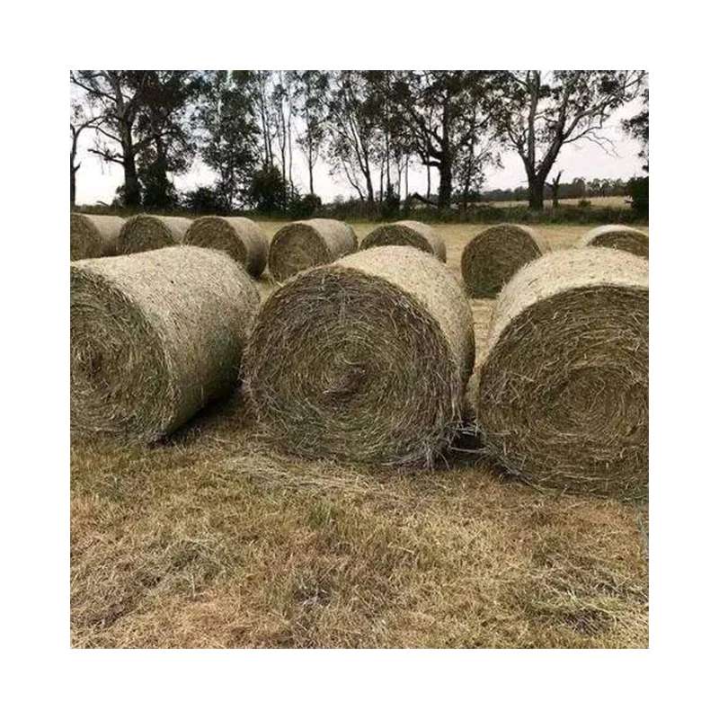 Органическое сено Люцерна/качественное сено Люцерна в сыпучих кормах