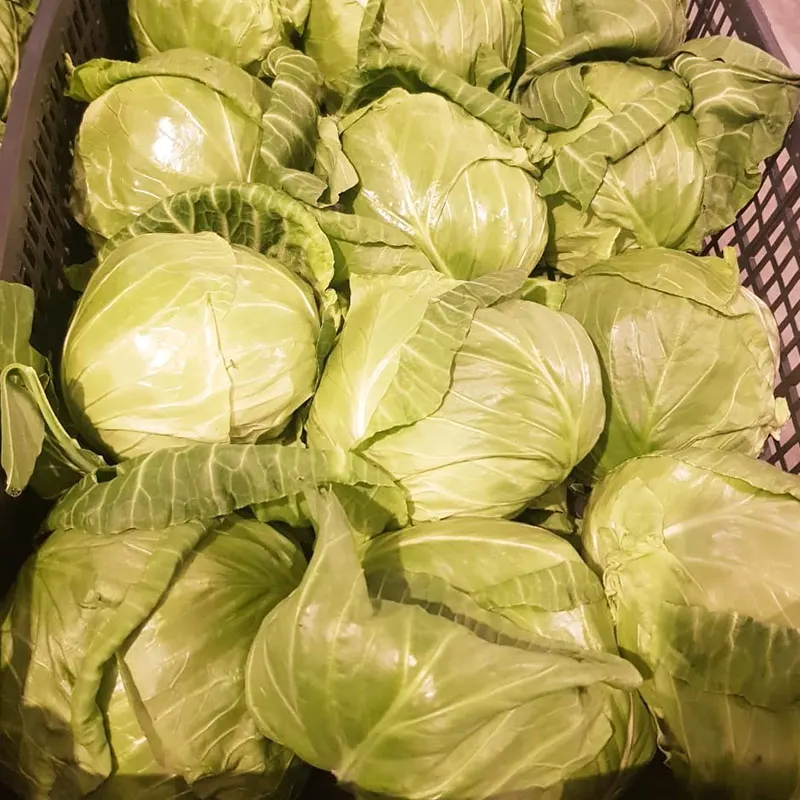 WHOLESALE FRESH GREEN CABBAGE WITH HIGH QUALITY AND BEST SELLER COMPETITIVE PRICE FROM VIETNAM