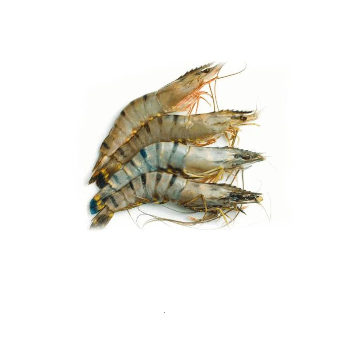 Frozen Shrimp All Seafood High Quality From Bangladeshi For100% Export Ready to Ship OEM Support Wholesale Price