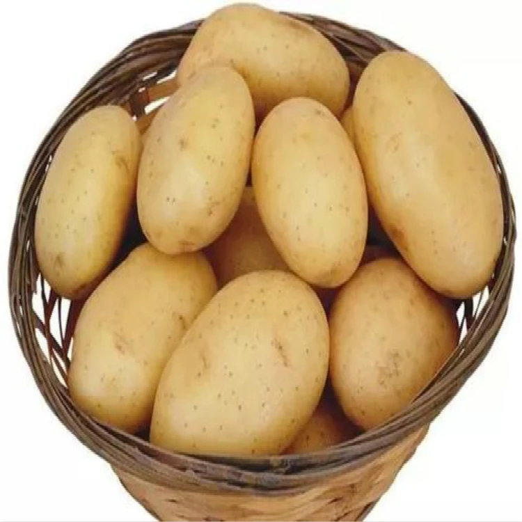 Best selling fresh potato / potato chips at cheap price - Wholesale for frozen potato french fries
