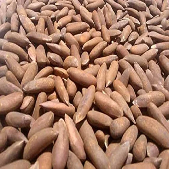 Fresh Pine Nuts New Crops 2022 Wholesale Price Bulk