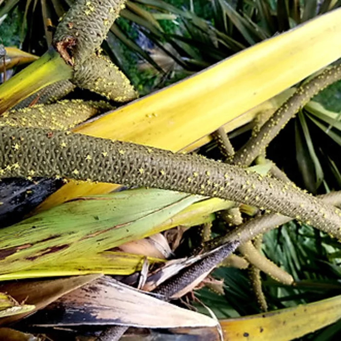 Premium Quality Mild Sweet And Mellow Taste Used In Cooking Nature And Healthy Pure Palm Sugar Export From Vietnam