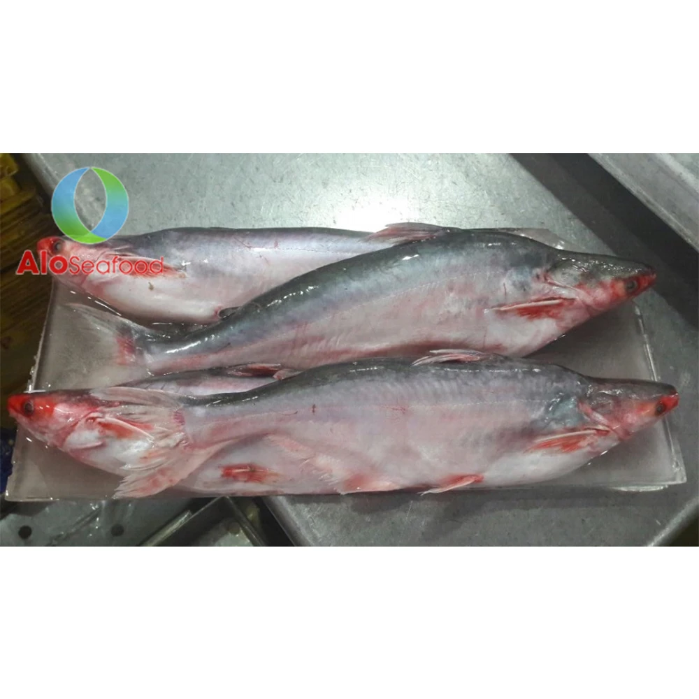 Super Whole Round frozen Pangasius Fish With Weight 10kg From Vietnam Cheap Price