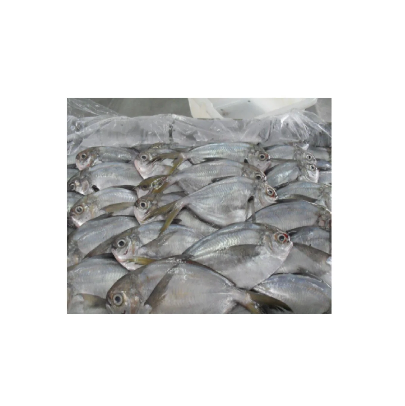 florida pompano fish south africa whole round frozen butter-fish butterfish florida pompano fish