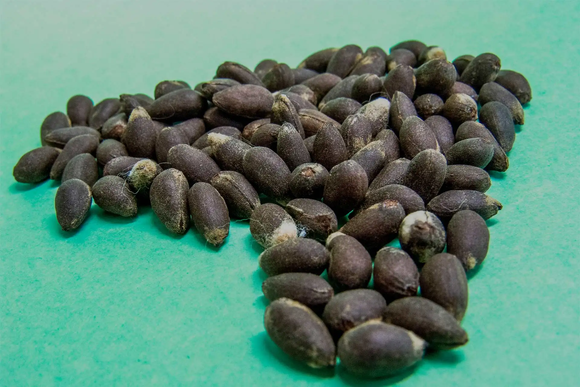 Factory Supply Jatropha Seeds /100% Dried Natural for Sale at Low Price