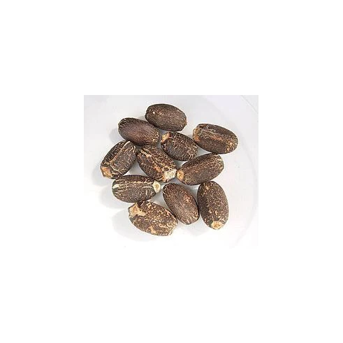 100% чистые натуральные Сушеные Семена ятрофы специи для продажи сушеные семена по оптовой цене