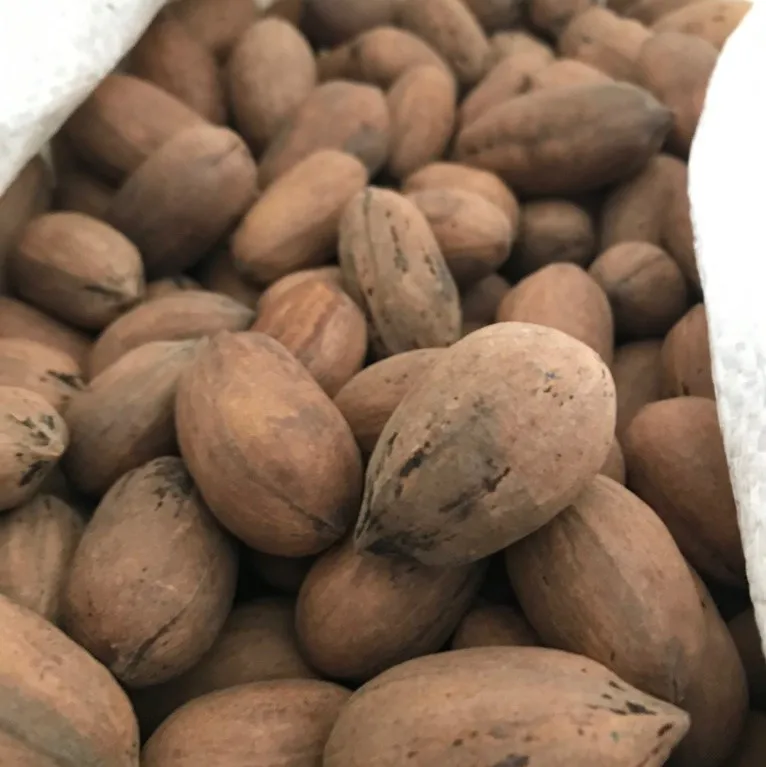 First Quality Pecan Nuts 100 Natural GMO Free Dried 25kg Sack Mexico Top Bulk For Sale Witchita Western