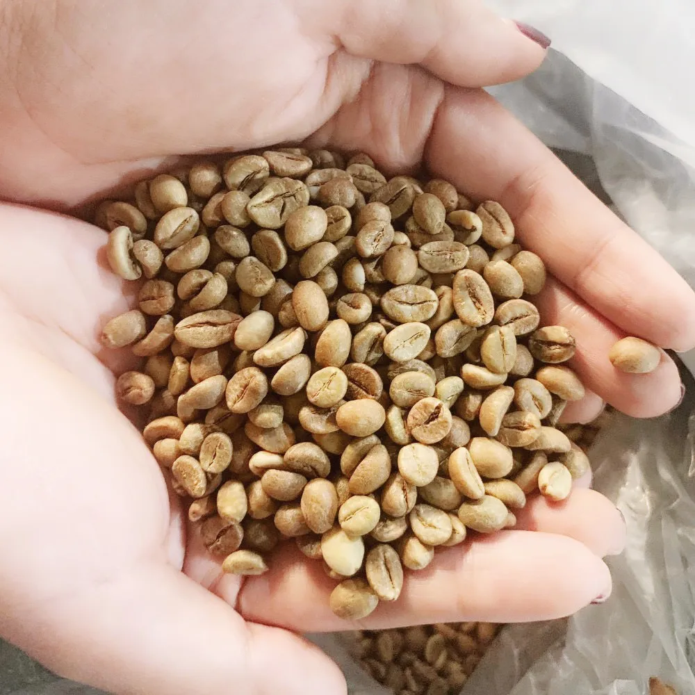 Недорогие зеленые кофейные зерна Robusta G2 столичного кофе в Gia Lai Vietnam обработка натурального сильного Горького нейтрального вкуса