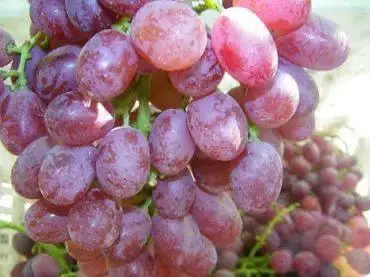 FRESH A1 GRAPES 2022