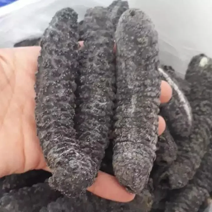 Dried Sea Cucumber Buy Online Wholesale Deal Manufacturer Bulk Stock Supplier