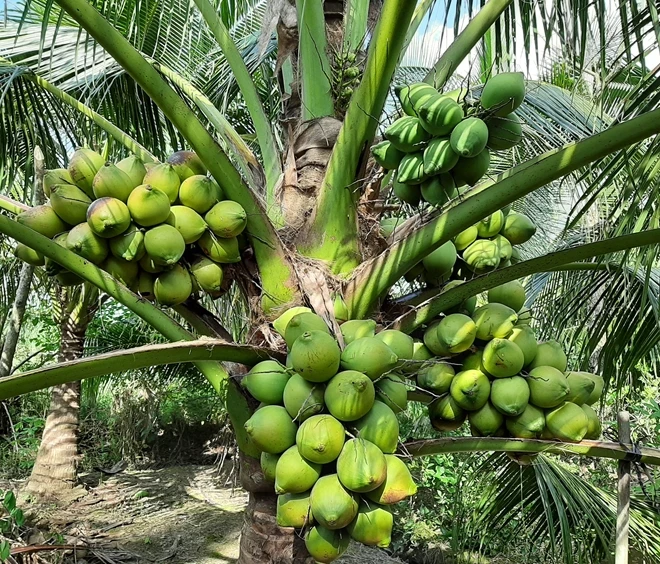 Fresh Young Coconut Water From Vietnam | Tropical Fresh Fruit From Vietnam | V.A.F Vietnam Agriculture Food