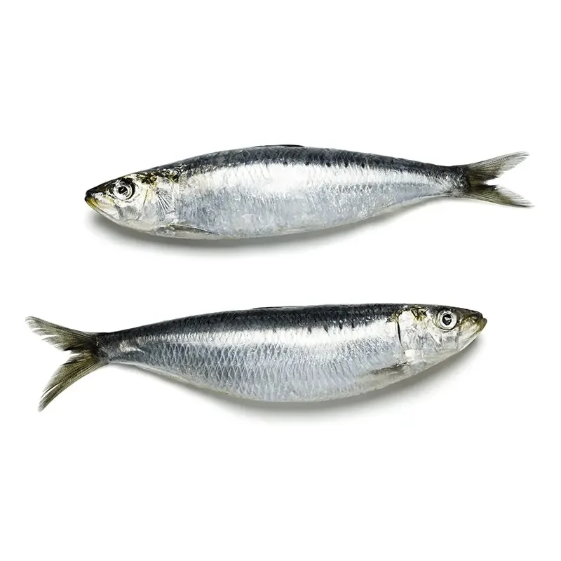 Горячая Распродажа свежих морепродуктов iqf замороженные сардины оптом Замороженные цельные от китайских поставщиков