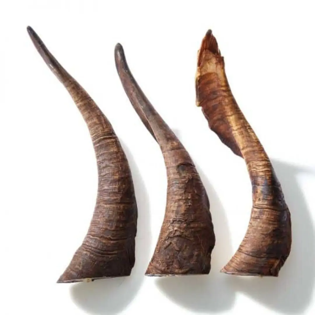 Organic Free Range Goat Horn Dog Chew Treats Natural Unpolished Sheep Ram Horns Environmentally Friendly Rope Style Toy for Dogs