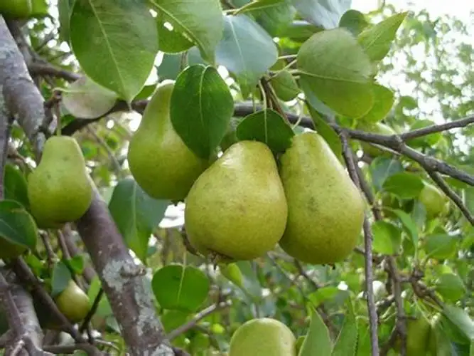 pear2.jpg