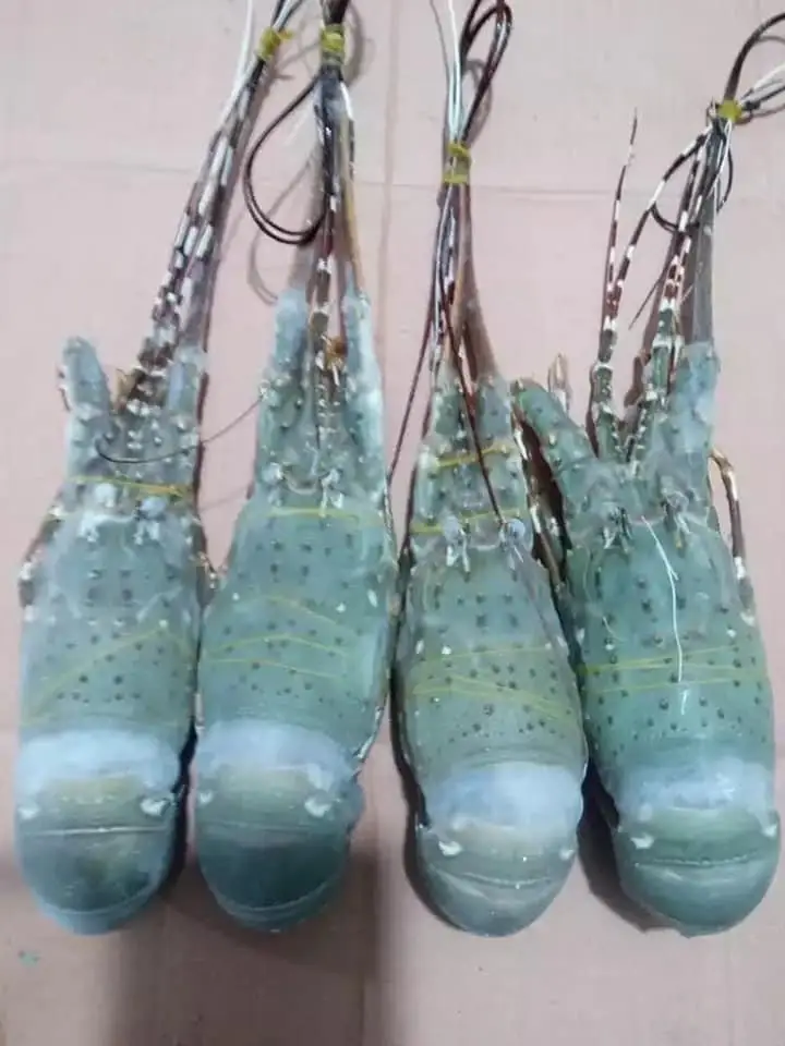 New Arrival Fresh Frozen Shrimp Wholesales Cheap Price Scampi Sea Scampi Prawn Tiger Pawn Black Tiger Pawn Shrimp from BD