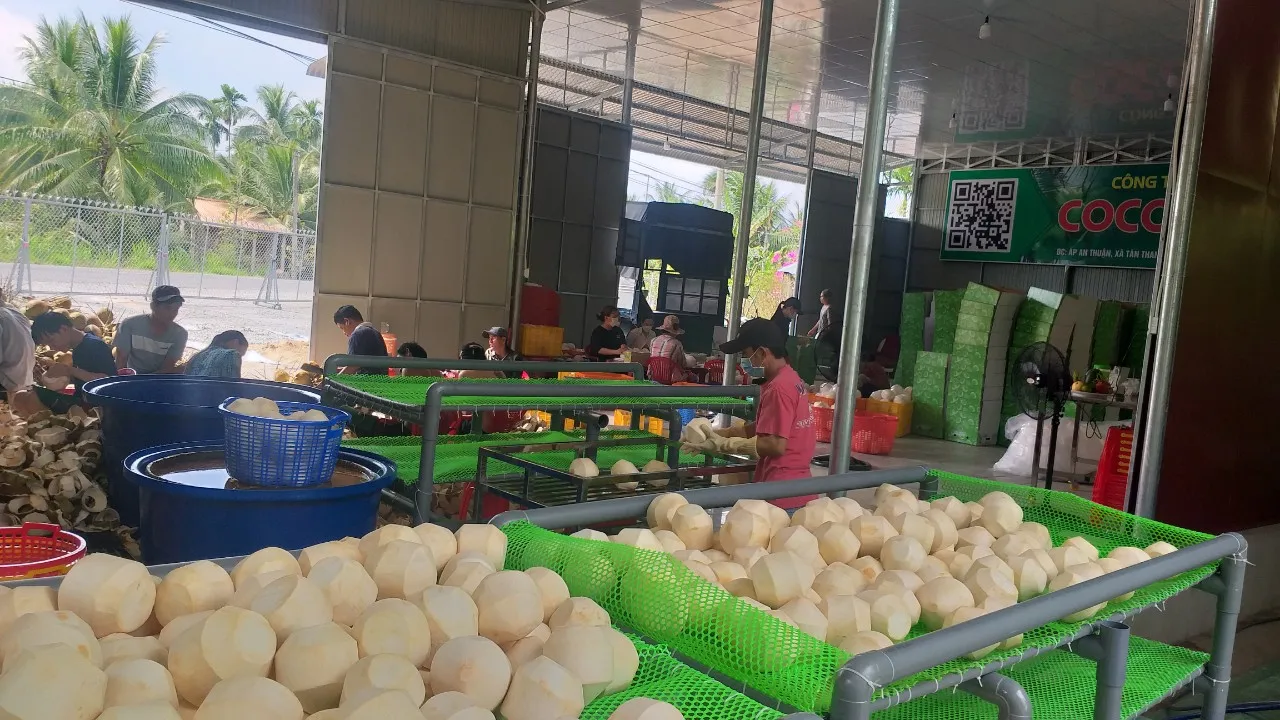 Vietnamese Competitive Price Ready To Drink Easy To Open Polished Coconut Water With Plastic Straw Organic Agricultural Product