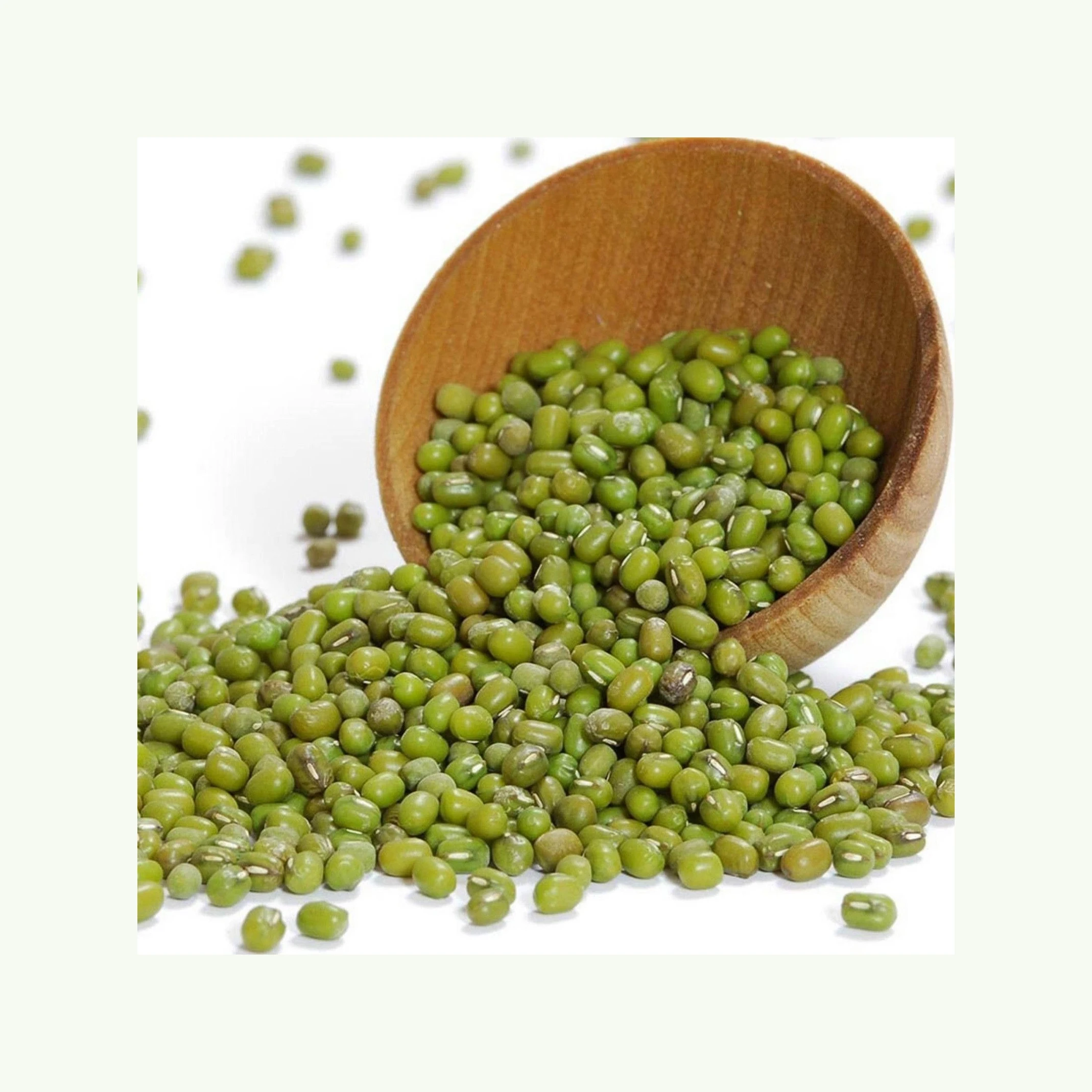 Best choice and best discounts Green Bean Machine Cleaned Premium Grade Green Mung Beans Exporter