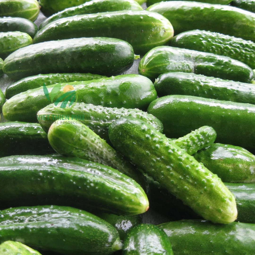 BEST PRICE WITH CUCUMBER WITH 100% NATURAL FROM VIETNAM, AVAILABLE FOR EXPORT