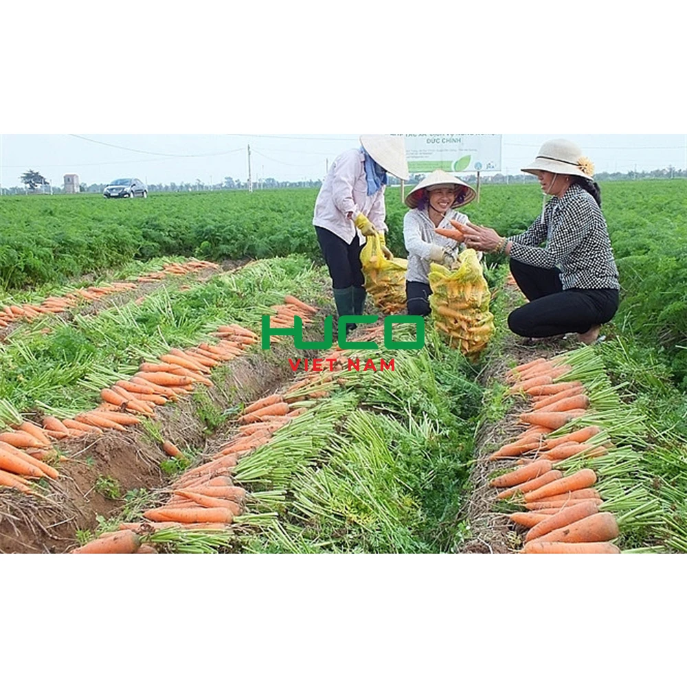 High Quality Fresh Vegetables Common Cultivation orange Natural sweet Fresh Carrot