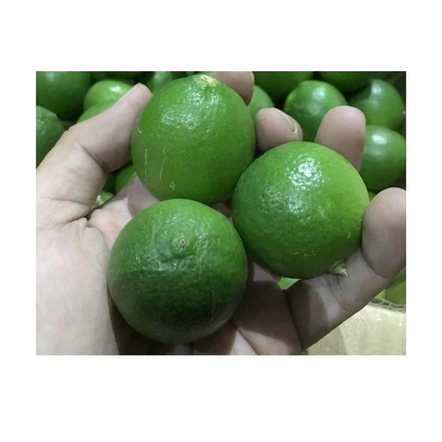 High Quality Organic Fresh Limes Healthy Organic Fresh Limes For Sale
