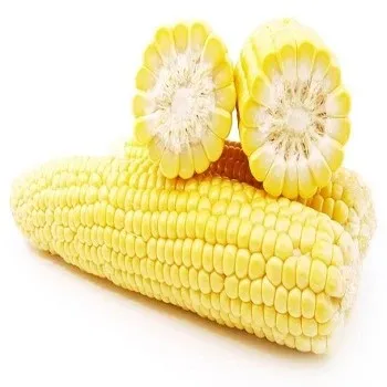 Best Quality Exporter of Indian Yellow Maize Corn For Animal Feed Wholesale Supplier and Manufacturer In India