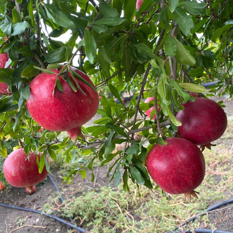 Juicy Natural %100 Organic Turkish Made  Pomegranade Best Products in the Market %100 Natural Fresh Fruits