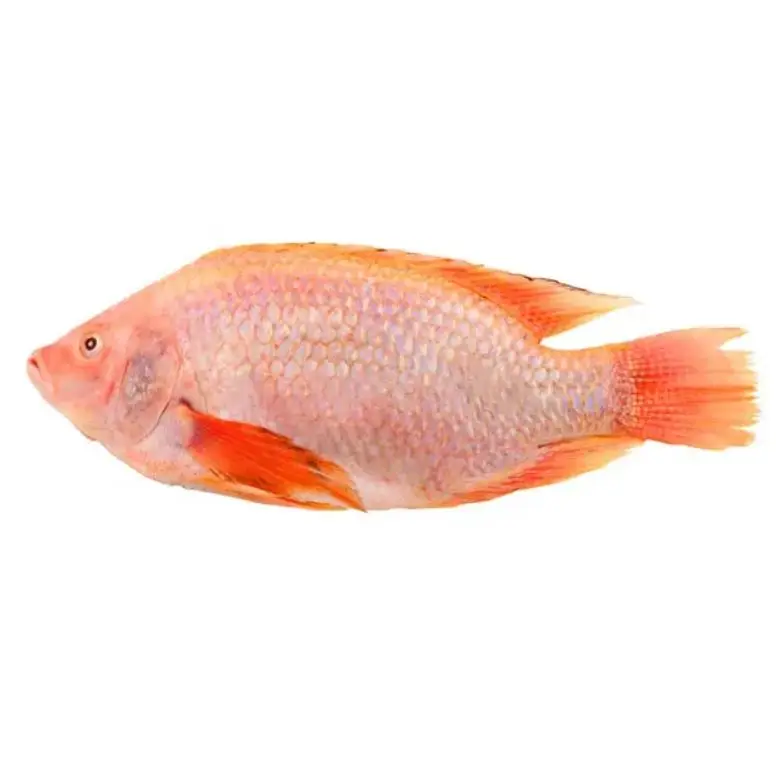 Frozen Fish Fresh Tilapia Supplier Block Bulk Style Packaging