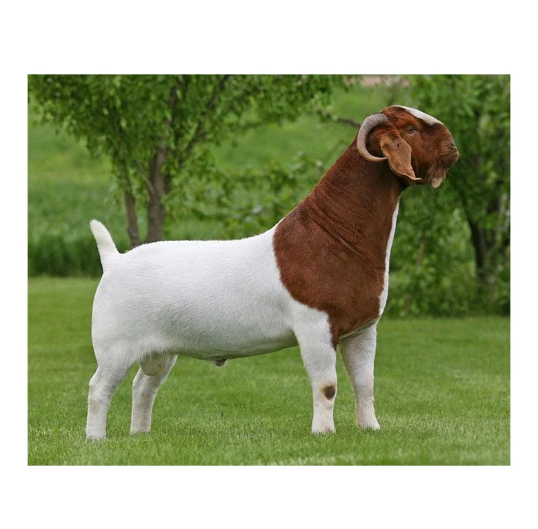 High Quality Cheap Wholesale Price Alive Boer Goats For sale