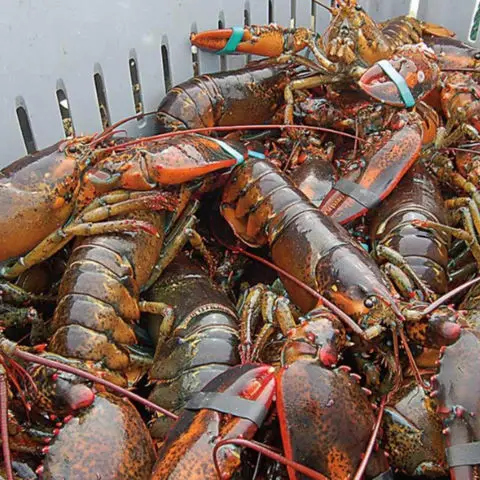 Frozen Lobster Frozenlobster 2022 New Season Frozen Live Lobster Ready To Eat For Export Frozen Lobs
