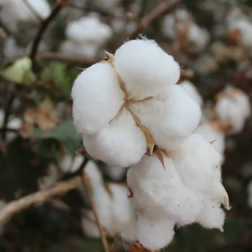 Best Selling Cotton and Sae Ginning Equipment Machine For Cotton Fabric Industries Usable Machine Lowest Prices