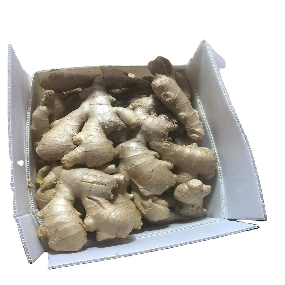 WHOLE DRIED GINGER WITH SPECIAL PRICE FROM VIETNAM