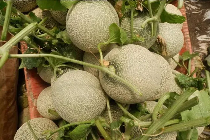 Экспортное качество, питательные вещества общего типа, Натуральные Сладкие свежие дыни, спелые мускусные дыни