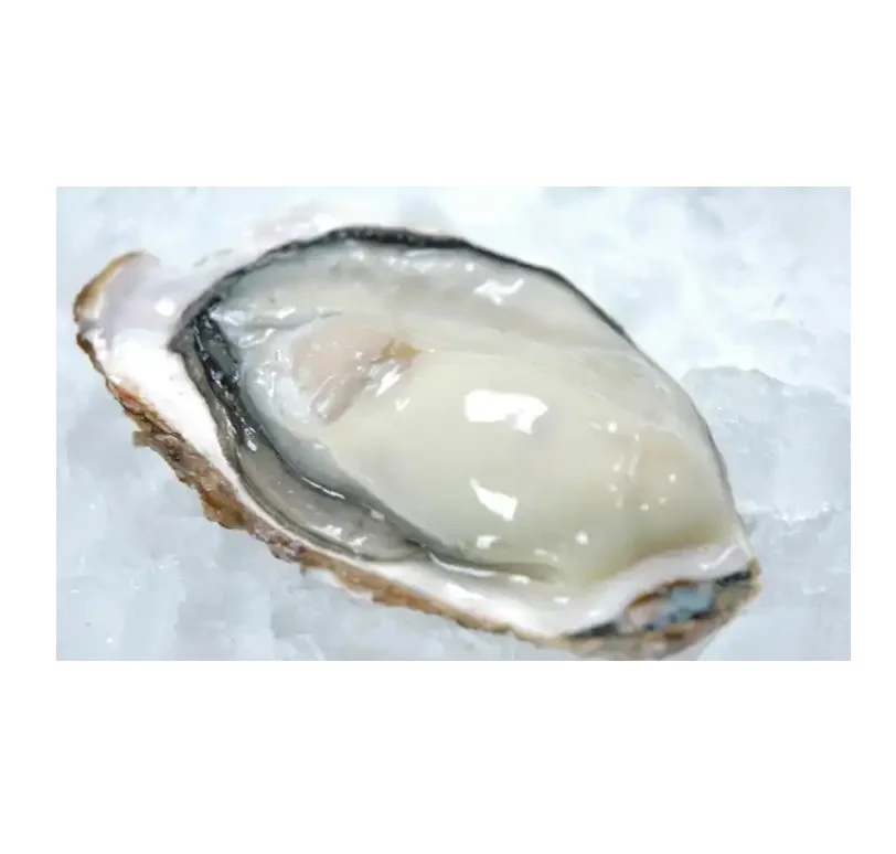 Other Shellfish Mini Meat Japanese Good Cooking Wholesale Seafood Buy Best Frozen Oysters
