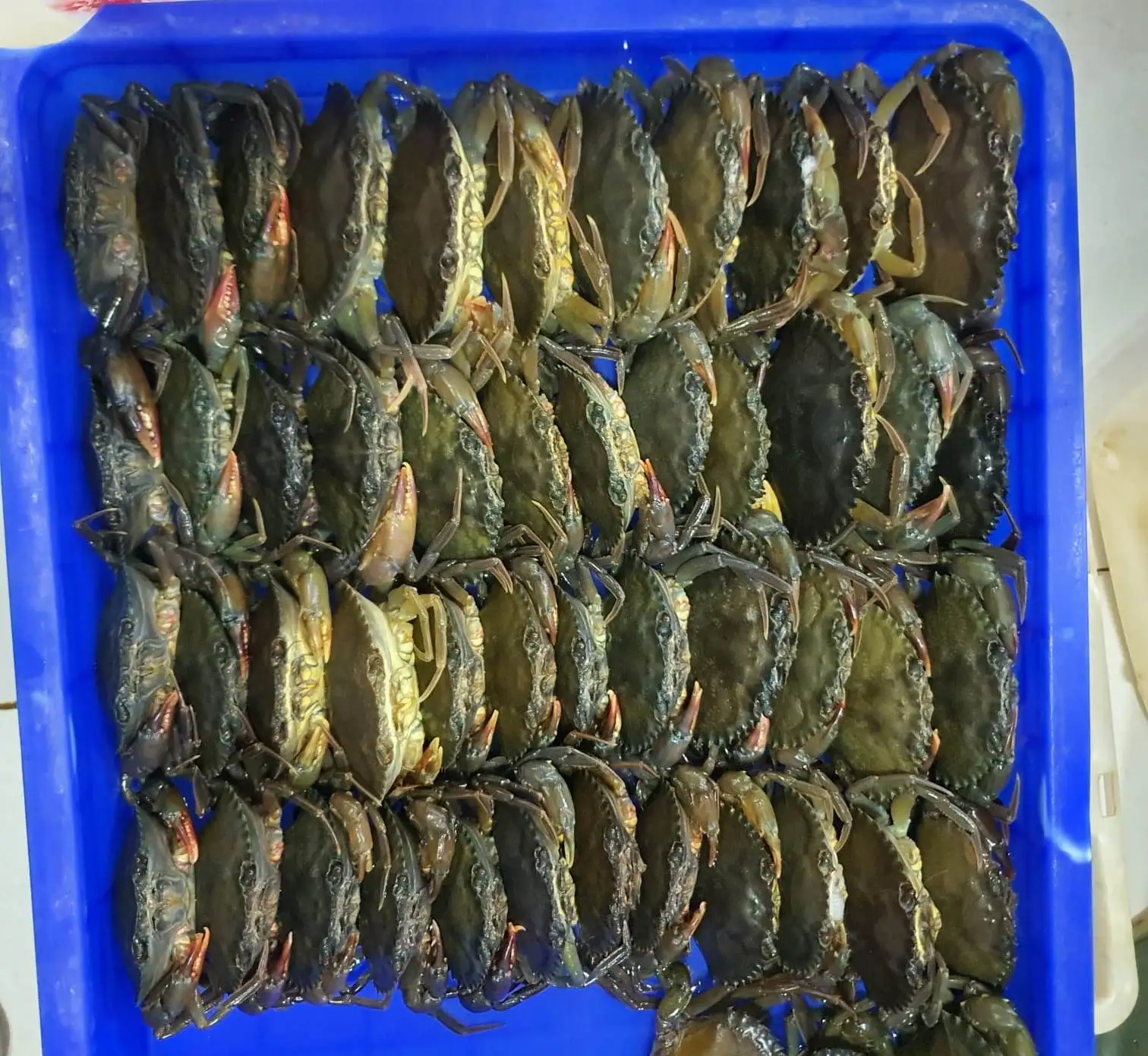 Замороженная мягкая оболочка-краб, полностью круглая, хорошего качества, индонезийского происхождения