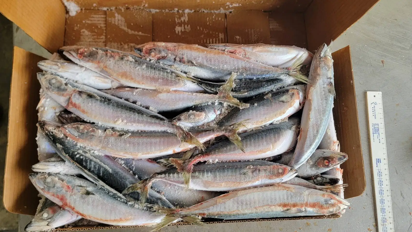 Frozen Pacific Mackerel