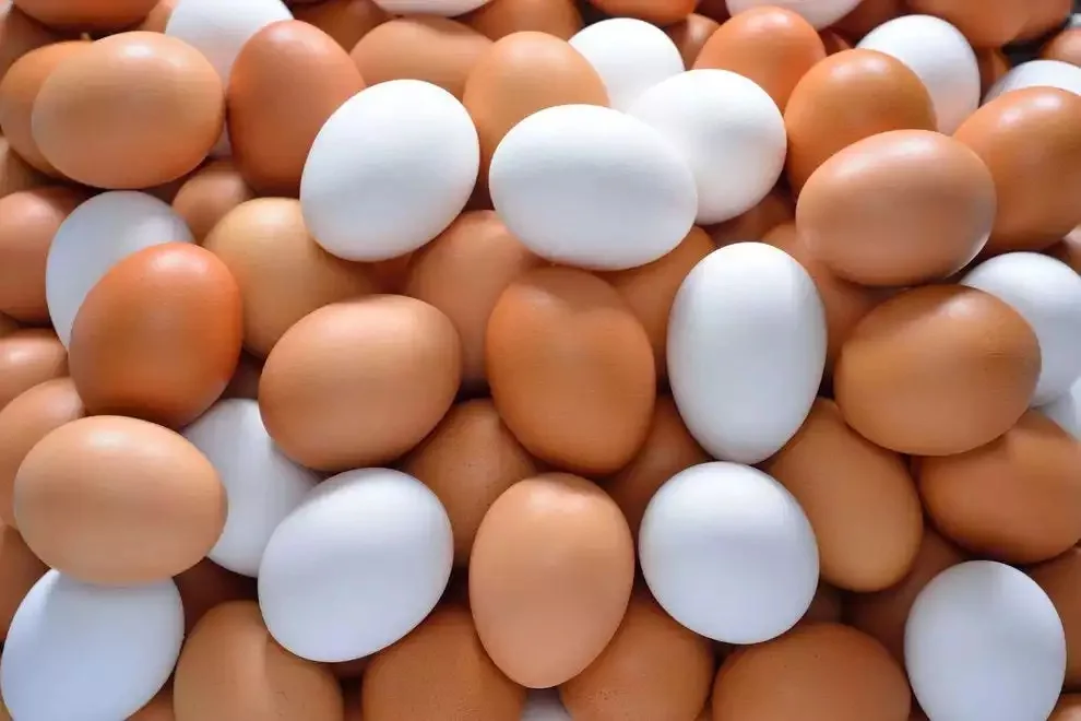 Broiler Hatching Eggs Ross 308 and Cobb 500 USA Table for Sale in Bulk Fresh Chicken
