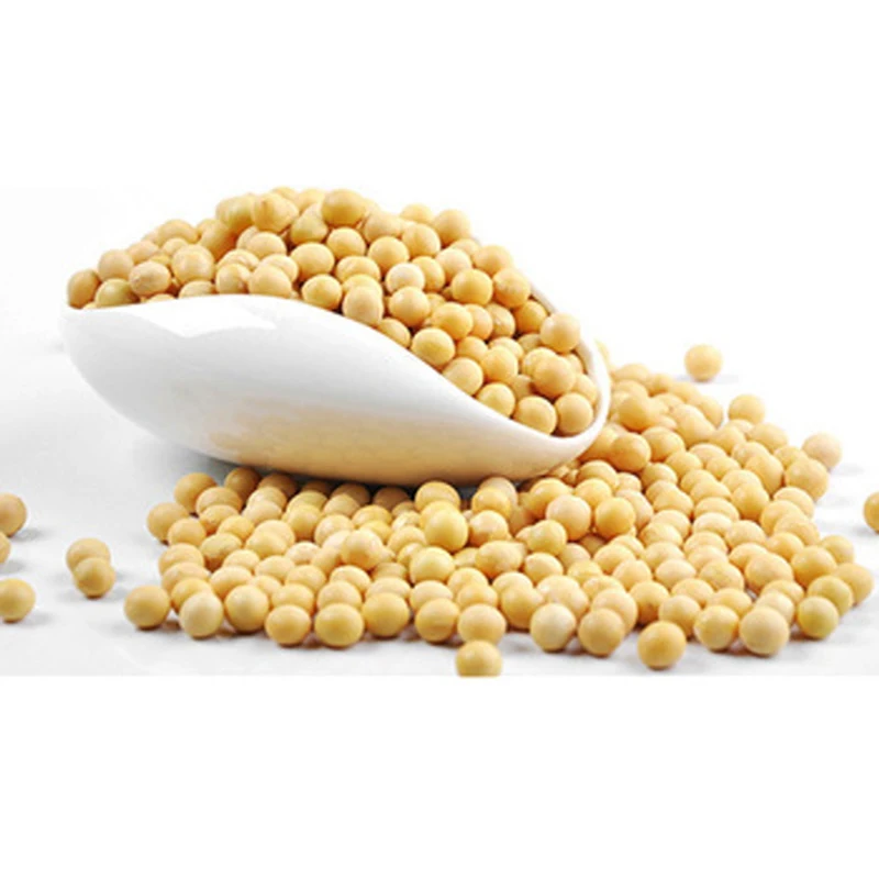 High Quality Organic Canadian Soybean / Dried Soya Beans Available For Sale At Low Price