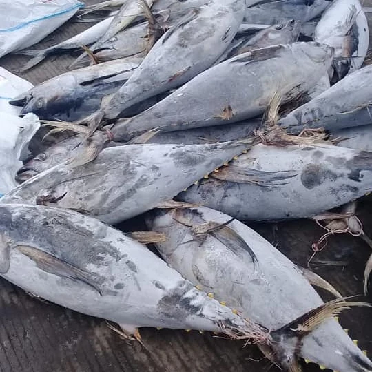Yellow fin Tuna