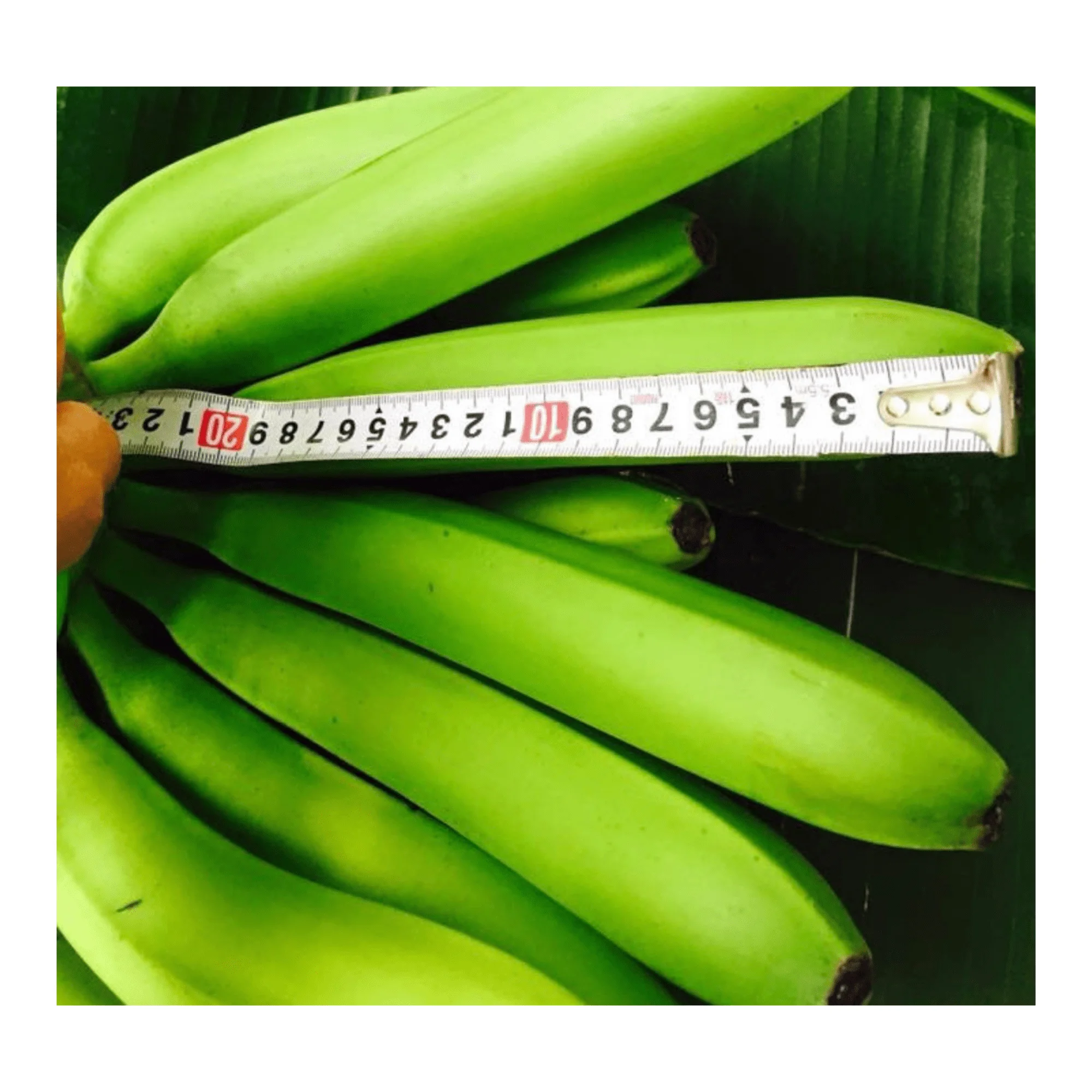 Premium Quality - Green Banana for sale - Natural fresh Bananas Newest Crop - Fresh fruit export worldwide From Vietnam