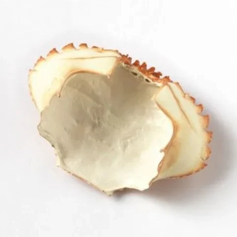 LARGE QUANTITY EXPORT CRAB SHELL WITH COMPETITIVE PRICE