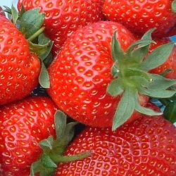 High quality juicy texture fully dessert sweet fresh strawberry