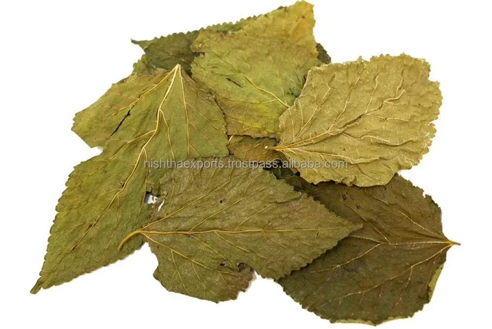 Mulberries Leaves Kalpa Vruksha leaves Mulberry Leaf Kalpvraksha Patti Dried Raw Herbs Plant Extract Herbal Product