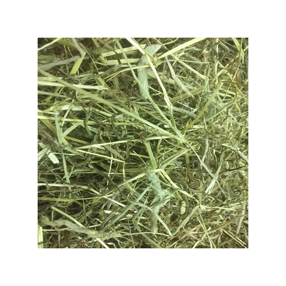 Top Quality alfalfa hay/Timothy Alfalfa Hay/ Cheap Alfalfa Hay for Animal Feeding Stuff alfalfa-hay-