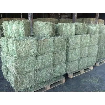 High Quality Green Alfalfa Hay/Timothy Alfafa Hay/ Cheap Alfafa Hay for Animal Feeding Stuff