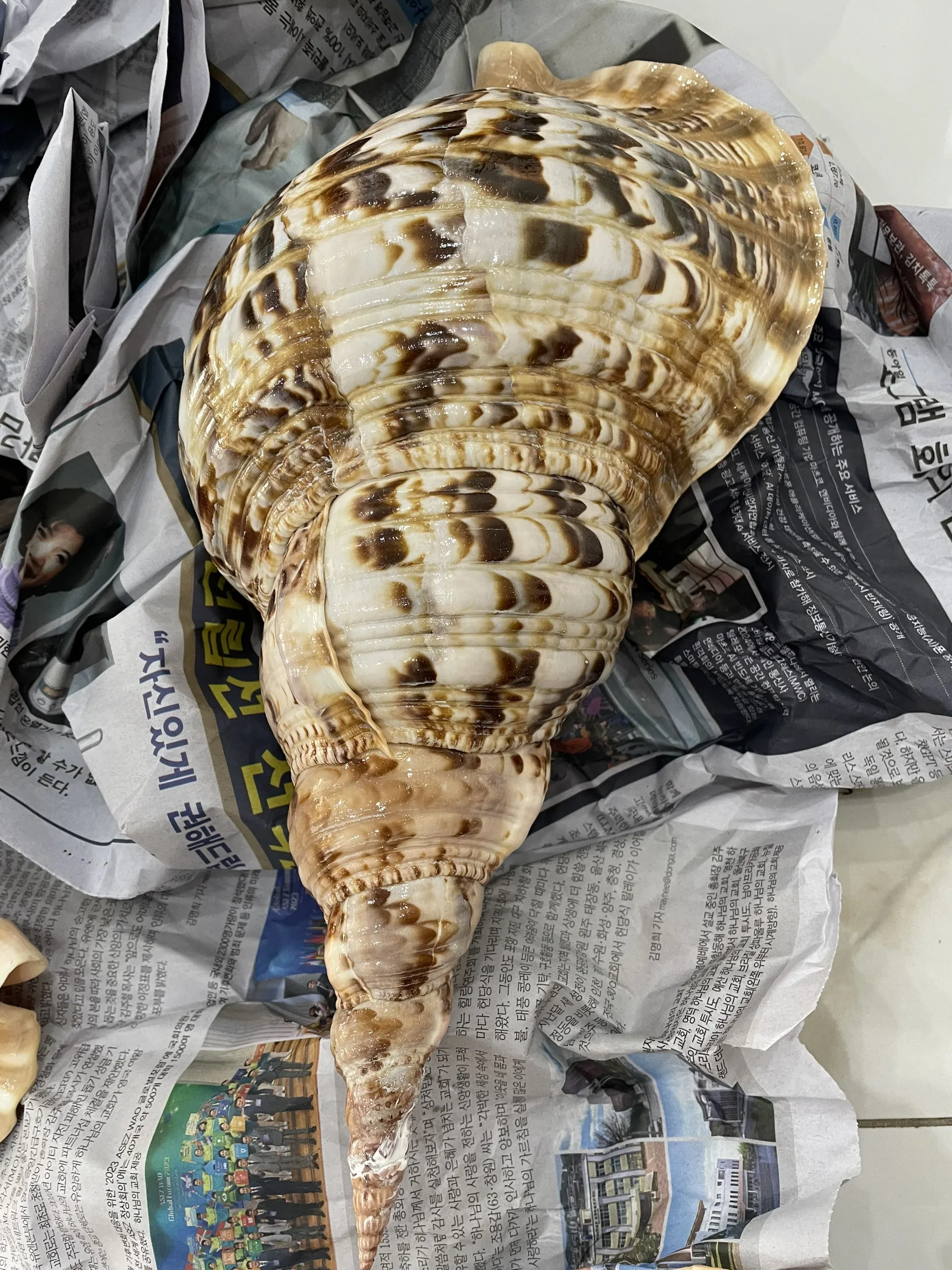 Snail Shells for Decoration Large Size Trumpet Seashells Triton Seashell Conch Natural Sea Shell Originated From Vietnam