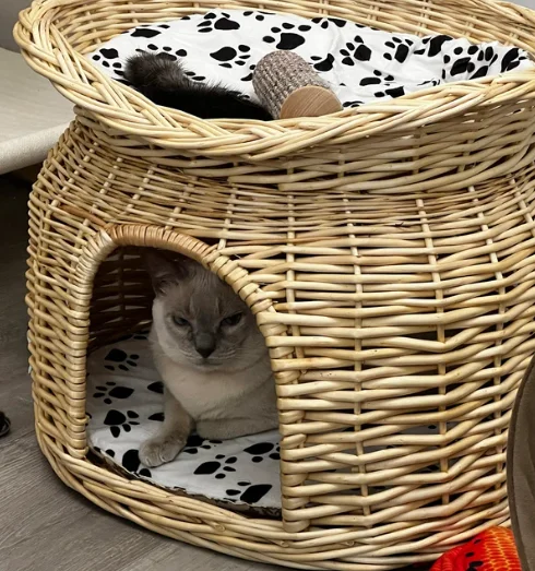 HOT PRODUCT Rattan Two Level Cat House Wicker Pet Bed Dog House Four Seasons Universal Removable and Washable